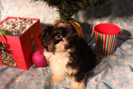 havanese-puppies
